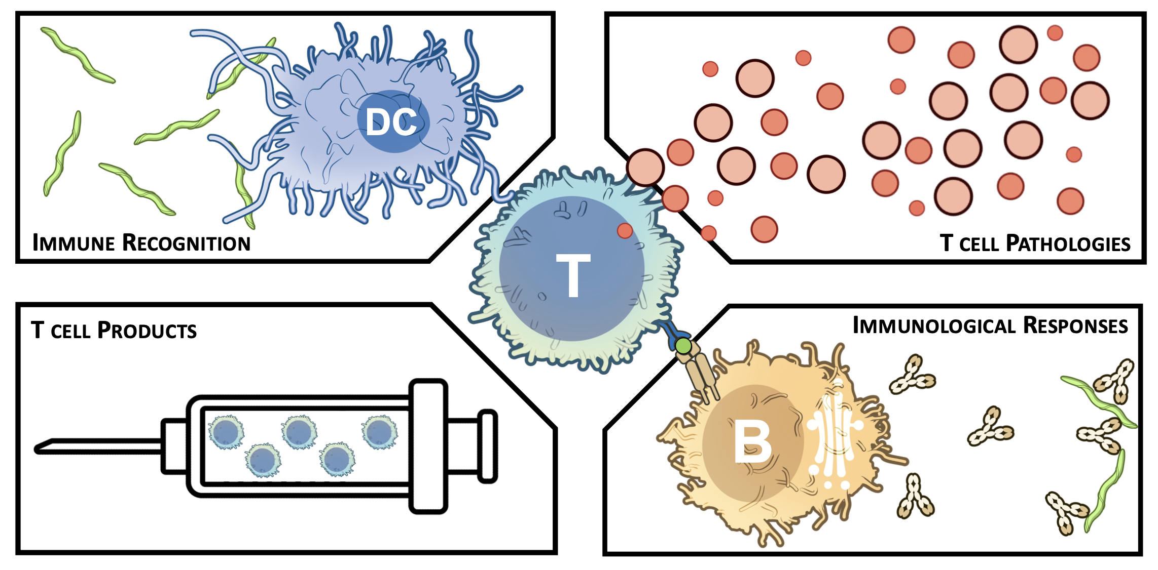 T cell research questions: Immune Recognition, T Cell Pathologies, T Cell Products, and Immunological Responses